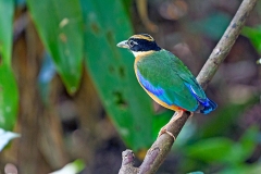 Blue-winged Pitta [Pitta moluccensis] 
