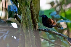 Chestnut-backed Antbird [Poliocrania exsul occidentalis] 