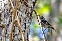 Barred Antshrike [Thamnophilus doliatus intermedius] 