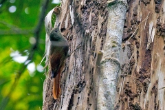 Plain-brown Woodcreeper [Dendrocincla fuliginosa ridgwayi] 