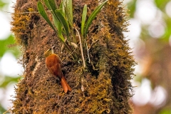 Ruddy Treerunner [Margarornis rubiginosus rubiginosus] 