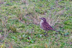 Chestnut-winged Cinclodes [Cinclodes albidiventris albidiventris] 