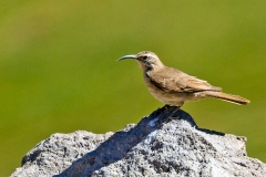 Scale-throated Earthcreeper [Upucerthia dumetaria hypoleuca]