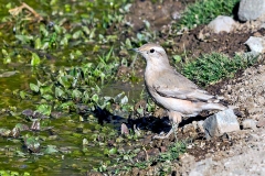 Rufous-banded Miner [Geositta rufipennis fasciata] 