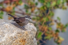 Grey-flanked Cinclodes [Cinclodes oustaleti oustaleti] 