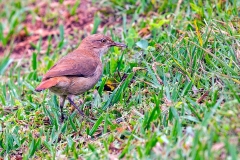 Rufous Hornero [Furnarius rufus rufus] 