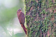Wedge-billed Woodcreeper [Glyphorynchus spirurus rufigularis] 