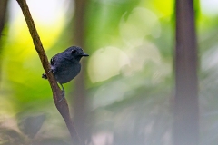 Common Scale-backed Antbird [Willisornis poecilinotus lepidonota] 