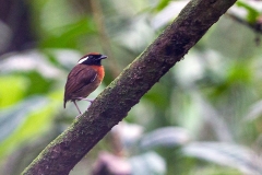 Chestnut-belted Gnateater [Conopophaga aurita occidentalis] 