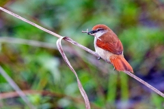 Yellow-chinned Spinetail [Certhiaxis cinnamomeus argentina] 