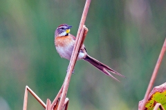 Chotoy Spinetail [Schoeniophylax phryganophilus phryganophilus] 
