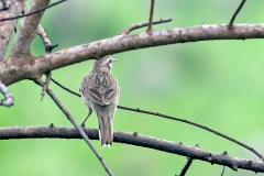 Firewood-gatherer [Anumbius annumbi] 