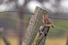 Lark-like Brushrunner [Coryphistera alaudina] 