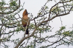 Brown Cacholote [Pseudoseisura lophotes argentina] 
