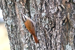 Narrow-billed Woodcreeper [Lepidocolaptes angustirostris praedatus] 