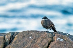 Chilean Seaside Cinclodes [Cinclodes nigrofumosus] 