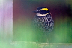BIRDS - PASSERIFORMES