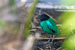 Western Hooded Pitta [Pitta sordida mulleri] 