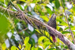 Pearled Treerunner [Margarornis squamiger perlatus] 