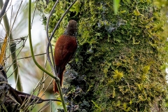 Pearled Treerunner [Margarornis squamiger perlatus] 