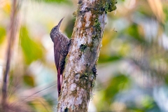 Montane Woodcreeper [Lepidocolaptes lacrymiger aequatorialis] 
