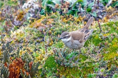 Chestnut-winged Cinclodes [Cinclodes albidiventris albidiventris] 