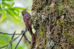 Spot-crowned Woodcreeper [Lepidocolaptes affinis neglectus] 