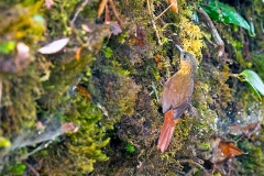 Streak-breasted Treehunter [Thripadectes rufobrunneus] 