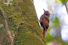 Tawny-winged Woodcreeper [Dendrocincla anabatina saturata] 