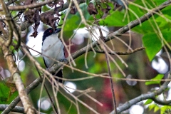 Great Antshrike [Taraba major melanocrissus] 