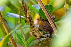 Tawny-throated Leaftosser [Sclerurus mexicanus pullus] 