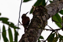 Cocoa Woodcreeper [Xiphorhynchus susurrans costaricensis] 