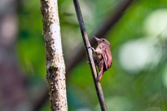 Northern Plain Xenops [Xenops mexicanus ridgwayi] 