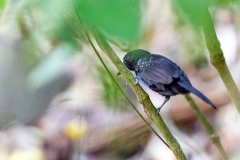 Black-hooded Antshrike [Thamnophilus bridgesi] 