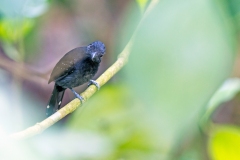 Black-hooded Antshrike [Thamnophilus bridgesi] 