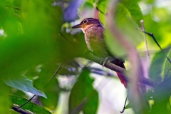 Chiriqui Foliage-gleaner [Automolus exsertus] 