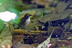 Bicolored Antbird [Gymnopithys bicolor olivascens] 