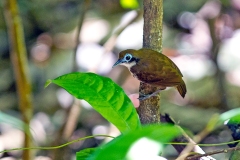 Bicolored Antbird [Gymnopithys bicolor olivascens] 