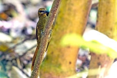 Northern Barred Woodcreeper [Dendrocolaptes sanctithomae hesperius] 