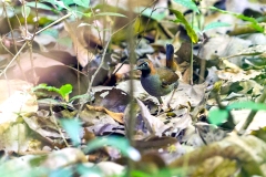 Black-faced Antthrush [Formicarius analis umbrosus] 