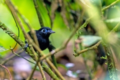 Zeledon's Antbird [Hafferia zeledoni zeledoni] 
