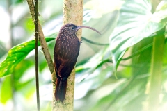 Brown-billed Scythebill [Campylorhamphus pusillus borealis] 