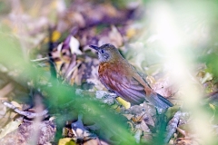 Grey-throated Leaftosser [Sclerurus albigularis canigularis] 