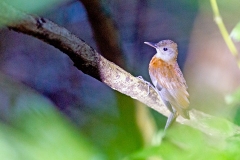 Grey-throated Leaftosser [Sclerurus albigularis canigularis] 