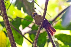 Lineated Foliage-gleaner [Syndactyla subalaris lineata] 