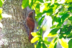 Northern Barred Woodcreeper [Dendrocolaptes sanctithomae hesperius] 