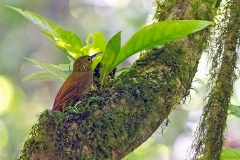 Spotted Woodcreeper [Xiphorhynchus erythropygius punctigula] 