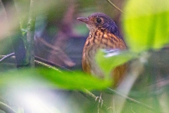 Thicket Antpitta [Myrmothera dives dives] 