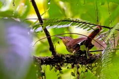 Western Woodhaunter [Automolus virgatus virgatus] 