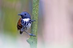 Spotted Antbird [Hylophylax naevioides capnitis] 